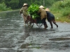 Arbeitende Vietnamesen